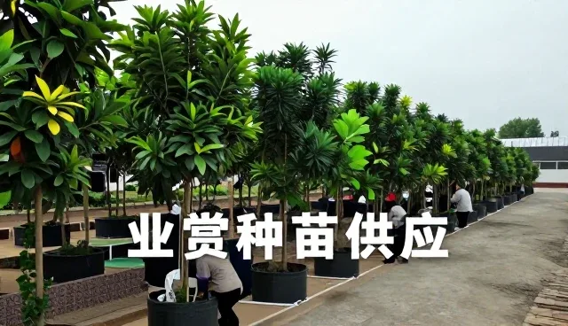 果树苗在不同场景下的种植技术应用分析