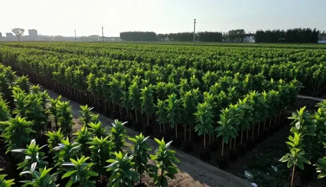 农产品收购质量保障的适用条件与选择依据